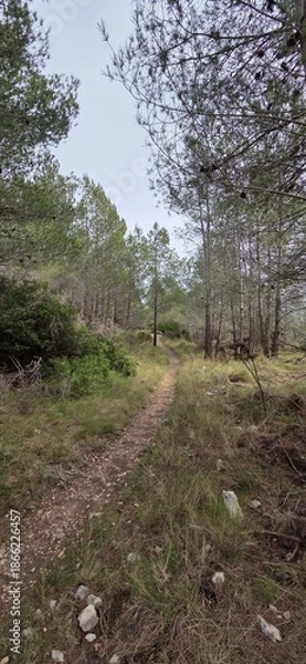 Obraz path in the woods