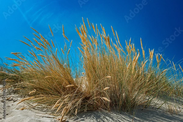 Obraz Pampagras am Strand