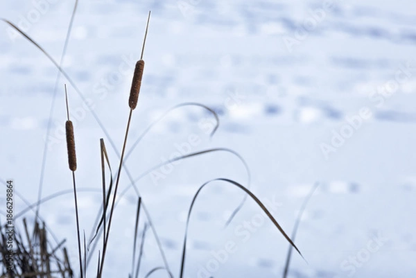 Obraz reeds in winter