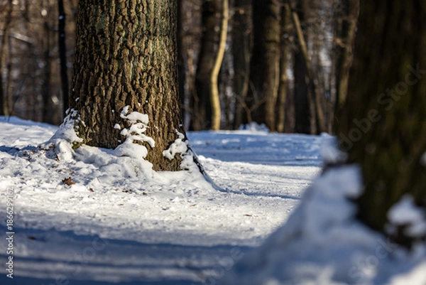 Obraz winter in the forest