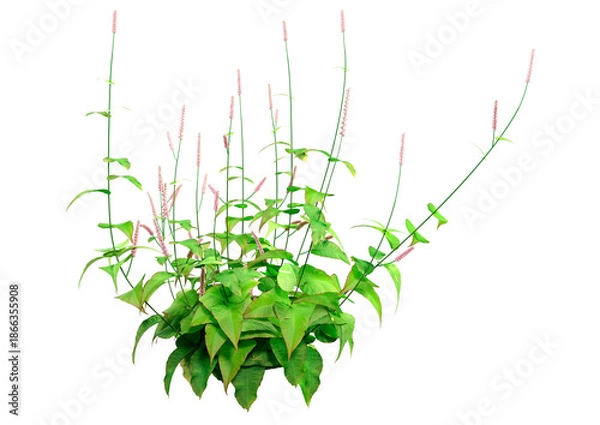 Obraz 3D Rendering Persicaria Amplexiculis Plant on White