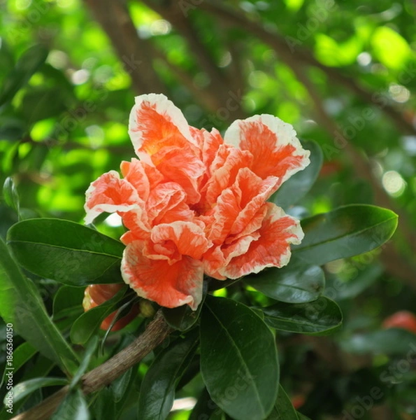 Fototapeta Fleur bicolore de grenadier 
