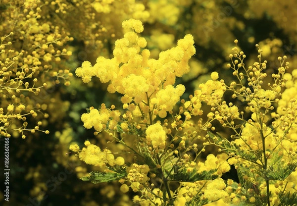 Obraz Mimosa en fleurs