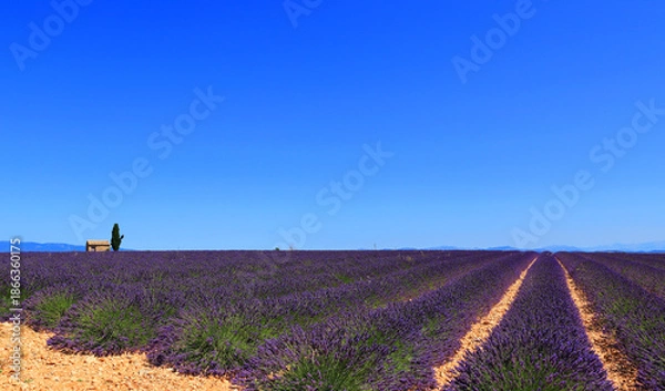 Obraz Champ de lavande