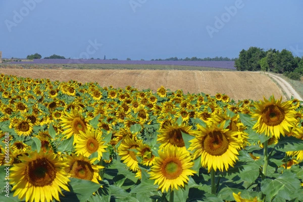Obraz Champ de tournesols