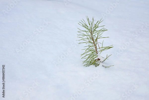 Obraz Young Pine Sapling in Fresh Snow