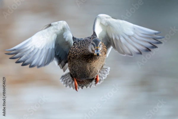 Obraz Mallard (Anas platyrhynchos)