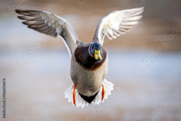 Obraz Mallard (Anas platyrhynchos)