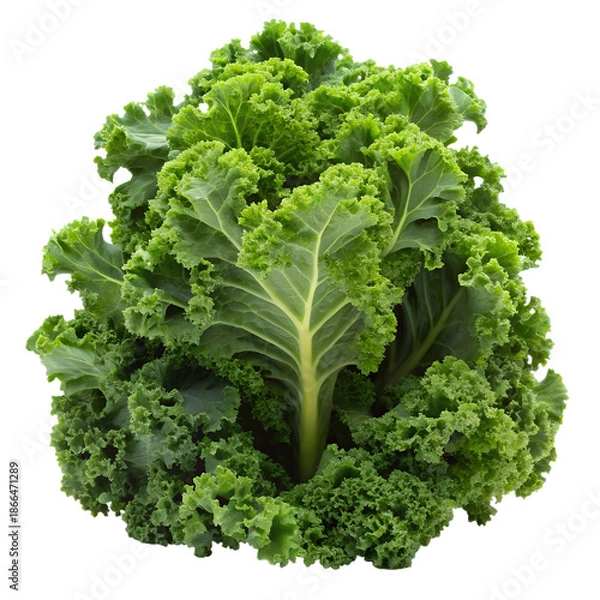 Obraz lettuce isolated on white background