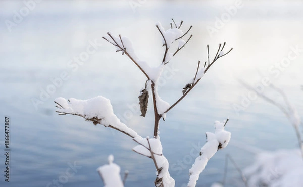 Fototapeta Pflanze mit Schnee