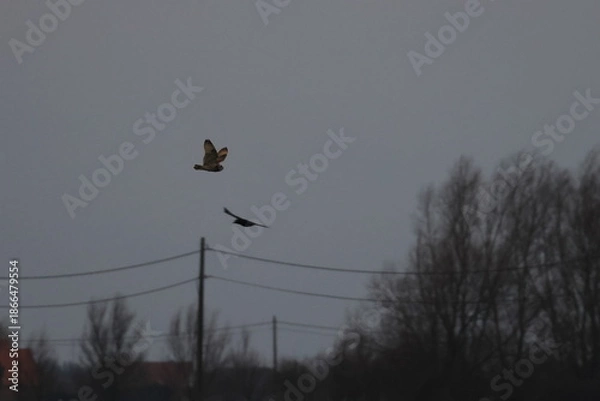Fototapeta short-eared owl