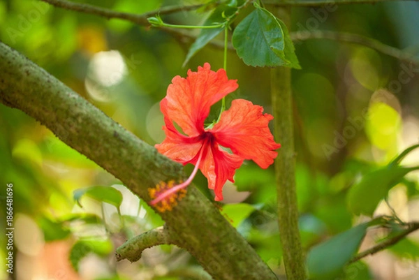 Obraz beautiful floral pattern with red hibiscus
