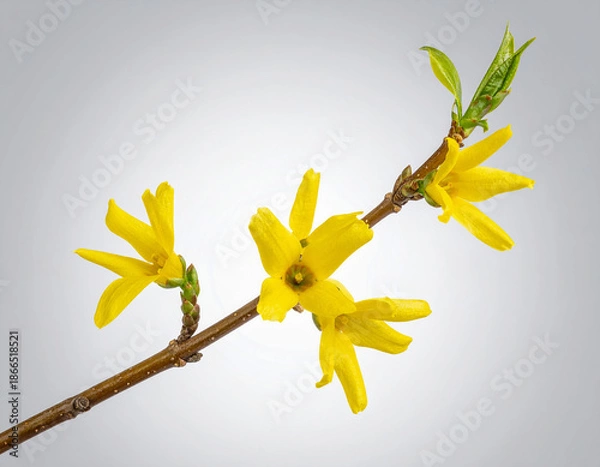 Obraz 식물-꽃-개나리-봄꽃-노란 꽃
