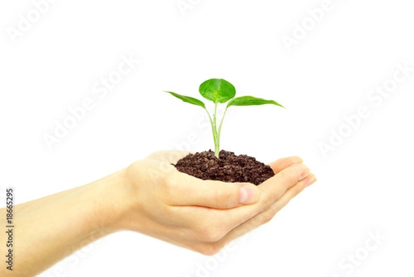 Obraz plant in hands