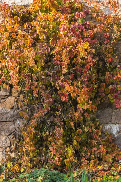 Fototapeta red maple leaves