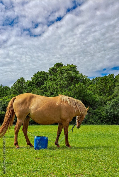 Obraz cavalo caramelo