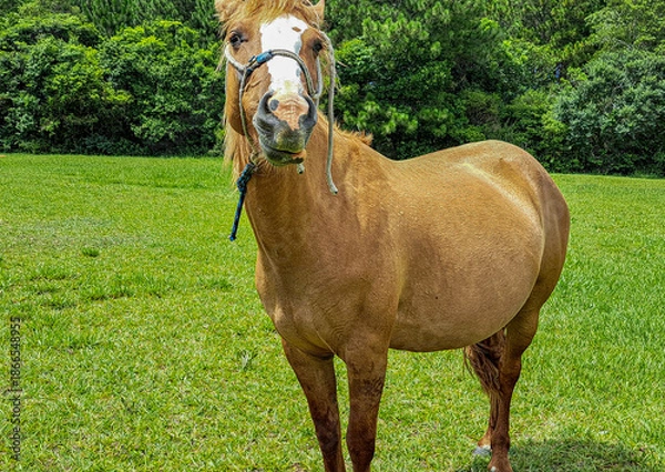 Obraz cavalo marrom com a cabeça levantada