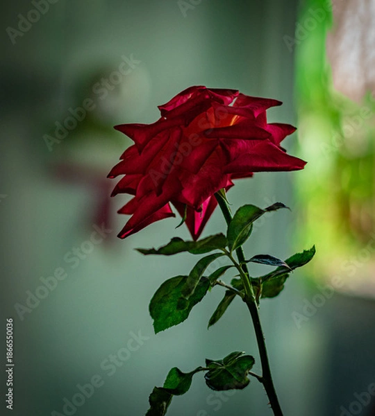 Obraz rosa vermelha com folhas