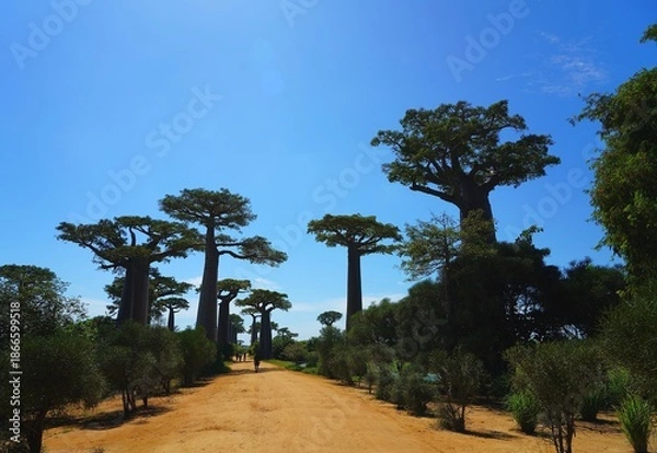 Obraz Merveilles des Baobabs