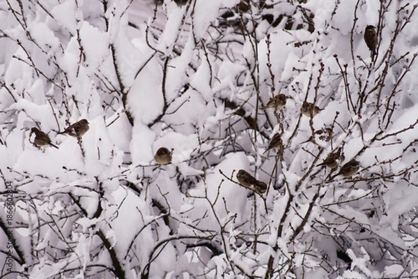 Obraz Sparrows on branches in the snow