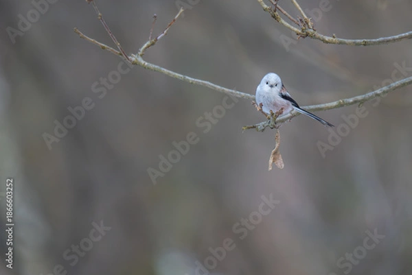 Obraz Cute Long-tailed Tit Looking at Camera While Perched in Winter Forest