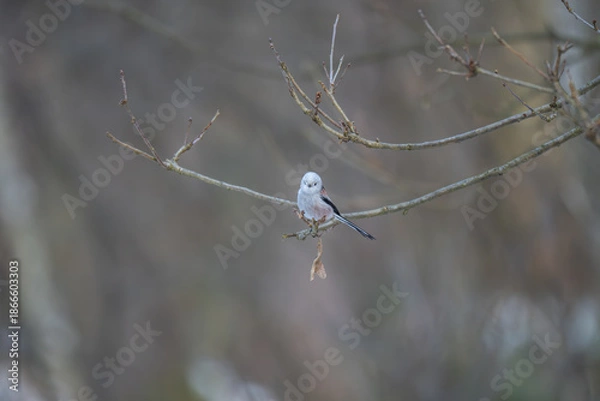 Obraz Cute Long-tailed Tit Looking at Camera While Perched in Winter Forest