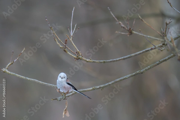Obraz Cute Long-tailed Tit Looking at Camera While Perched in Winter Forest