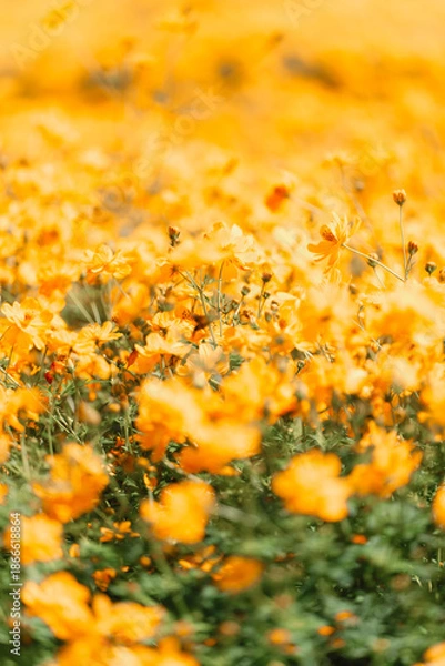 Fototapeta 光に揺れるキバナコスモスの花畑