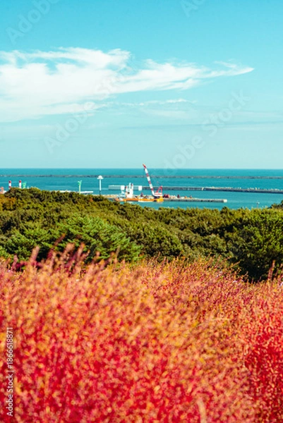 Fototapeta 国営ひたち海浜公園のコキアと埠頭