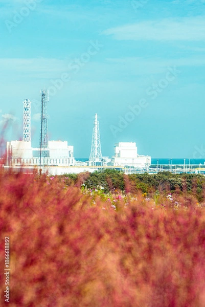 Fototapeta 国営ひたち海浜公園のコキアと常陸那珂火力発電所