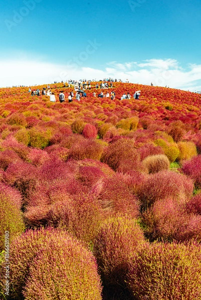 Fototapeta 国営ひたち海浜公園 コキアの紅葉と秋空