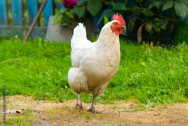 Obraz Hen walking on a grass