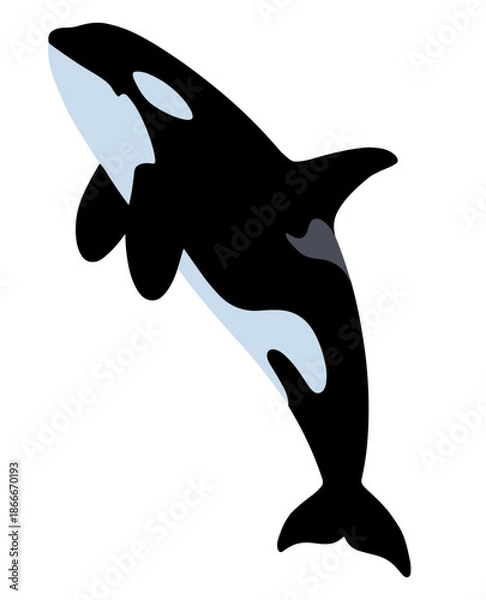 Obraz Orca Killer Whale Vector Illustration