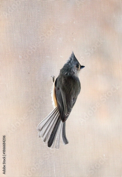Obraz Tufted titmouse standing on the net wire screen