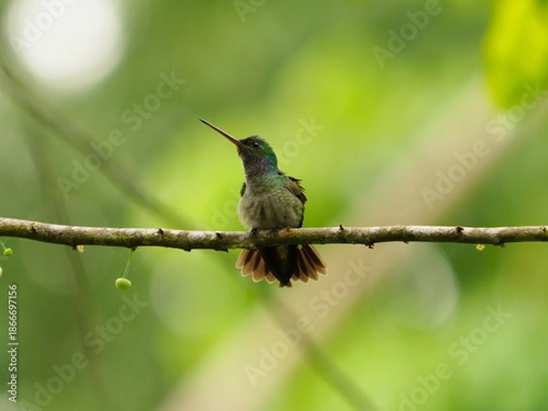 Obraz Charming Hummingbird