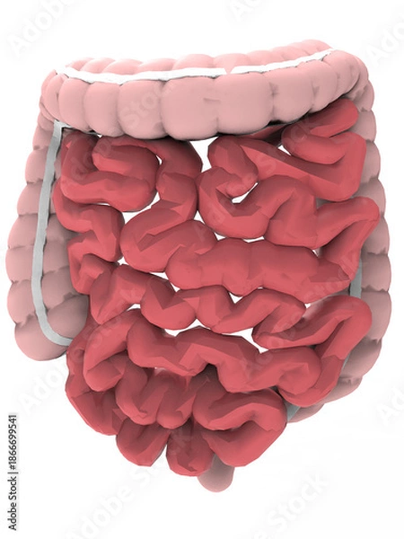 Fototapeta human intestine 3d model
