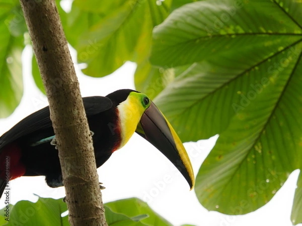 Obraz chestnut-mandibled toucan