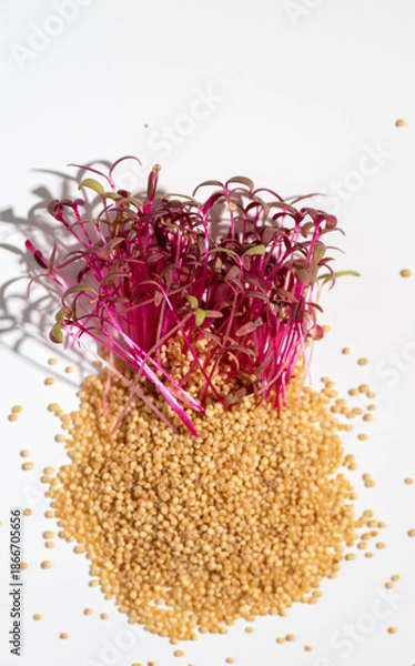 Obraz Red Stemmed Amaranth Microgreens on Light Background