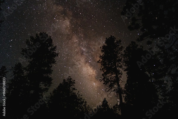 Obraz milky way through the trees