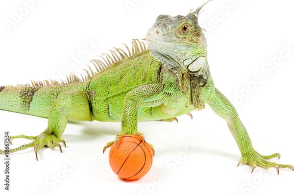 Obraz iguana holding a basketball
