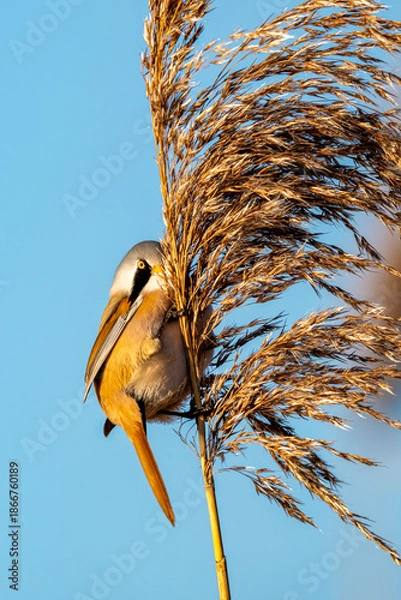 Obraz eine Bartmeise auf einem Schilfgras