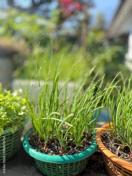 Obraz spring onions in a basket