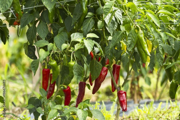 Obraz Piment d'Espelette