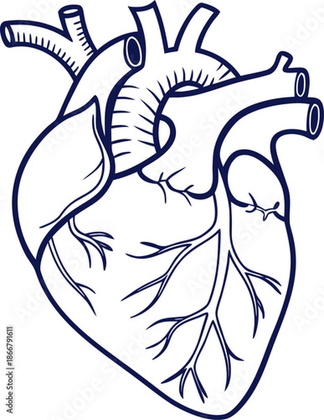 Obraz human heart icon outline vector icon