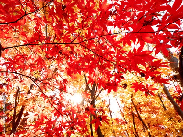 Obraz 紅葉したカエデの木