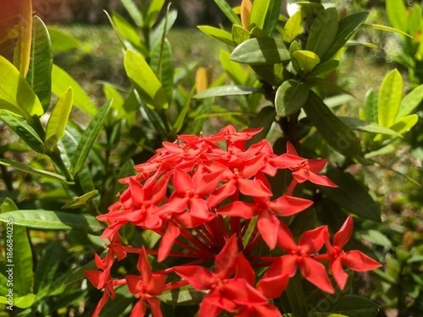Obraz red and yellow flowers