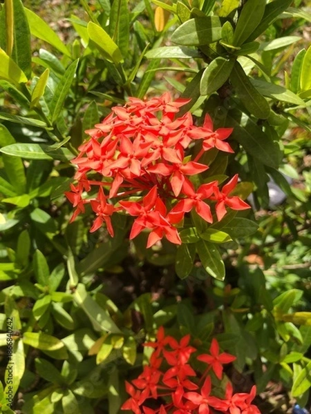 Obraz red and yellow flowers