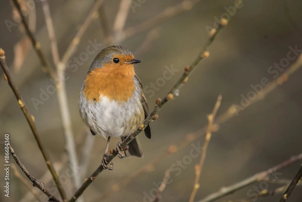 Obraz robin perched on a thin branch