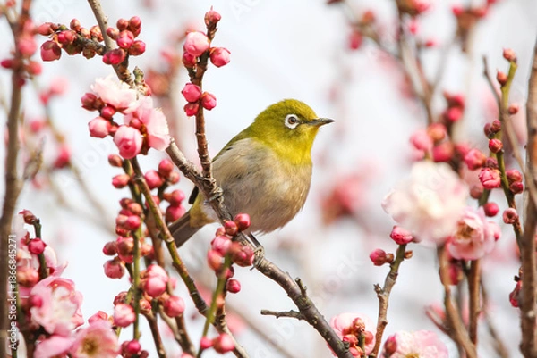 Fototapeta 梅の花の蜜を求めるメジロ