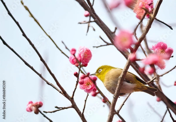 Fototapeta 梅の花の蜜を求めるメジロ
